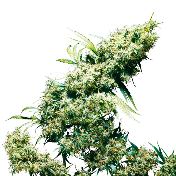 semillas feminizadas Jamaican Pearl de Sensi Seeds para cultivo