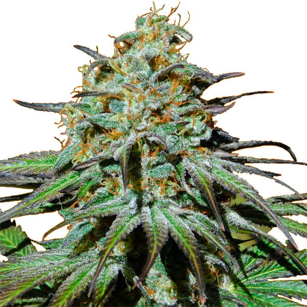 Planta de cannabis Jealousy 1 u fem original sensible en maceta