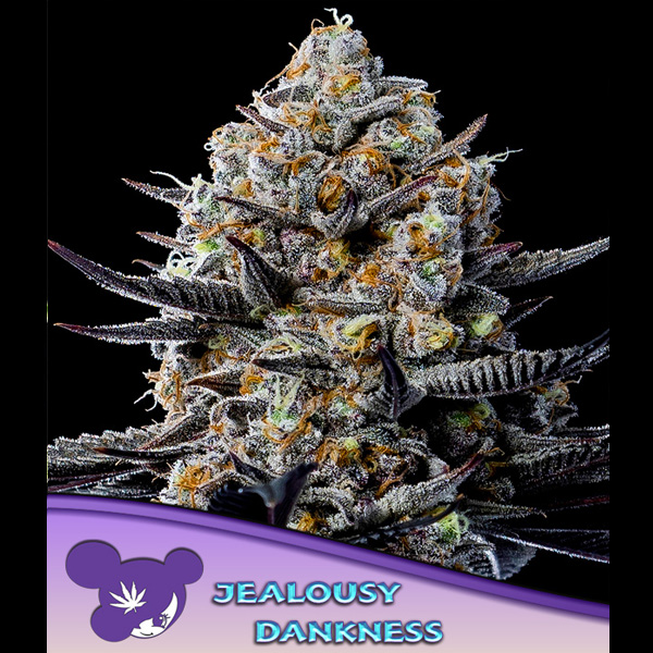Semillas feminizadas Jealousy Dankness 3 unidades para cultivo