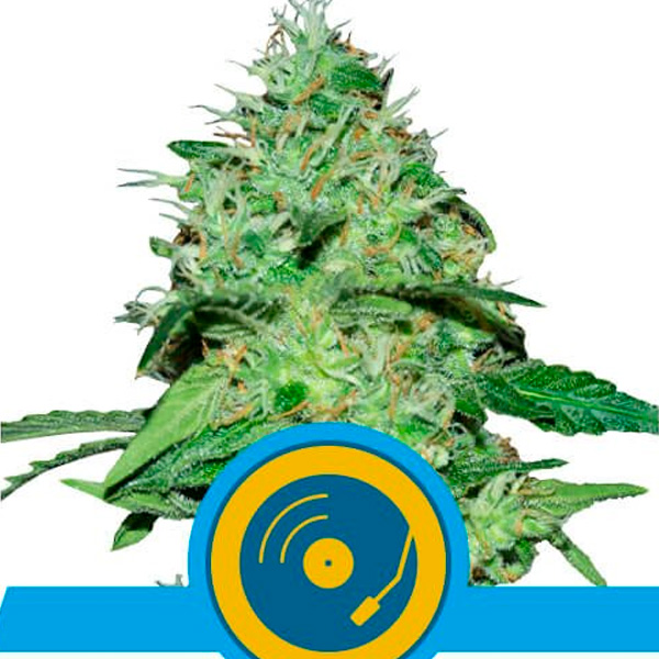 semilla feminizada Joannes CBD de Royal Queen para cultivo de cannabis