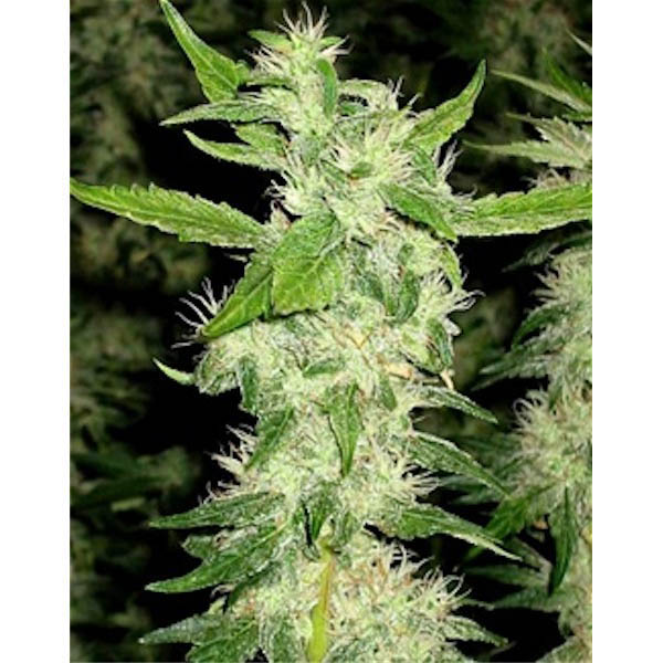 Jock Horror reg. The Sativa SeedBank