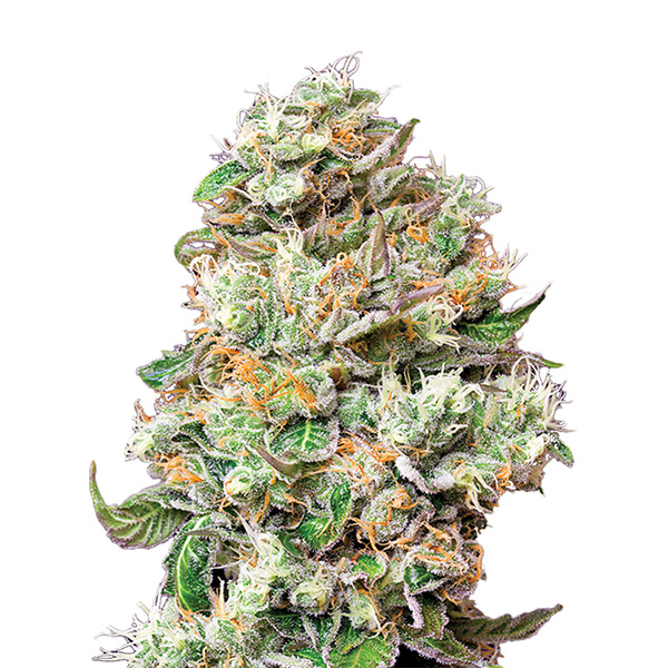 semillas feminizadas Jock Horror de The Sativa SeedBank para cultivo de cannabis