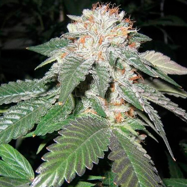 semillas feminizadas Julius Caesar de The Cali Connection para cultivo