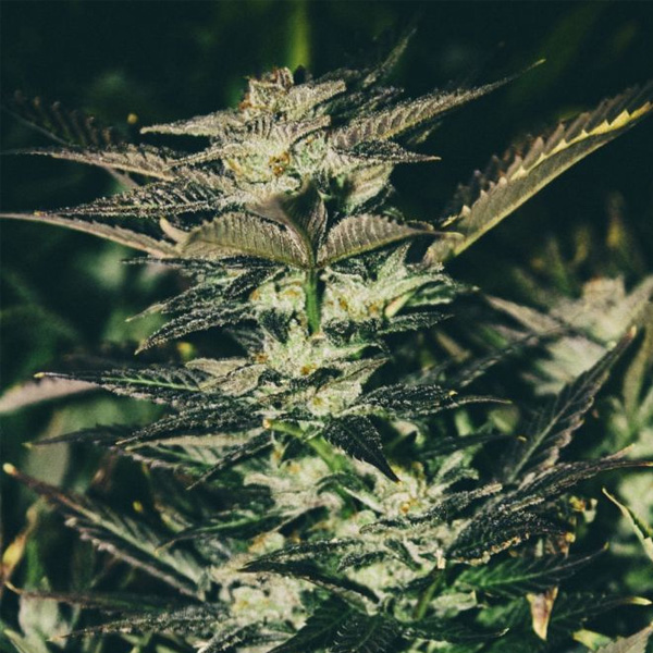 semillas feminizadas Jupiter OG Kush The Cali Connection