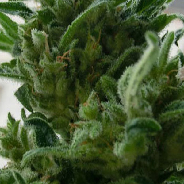 Semillas feminizadas KC 33 de K.C. Brains para cultivo