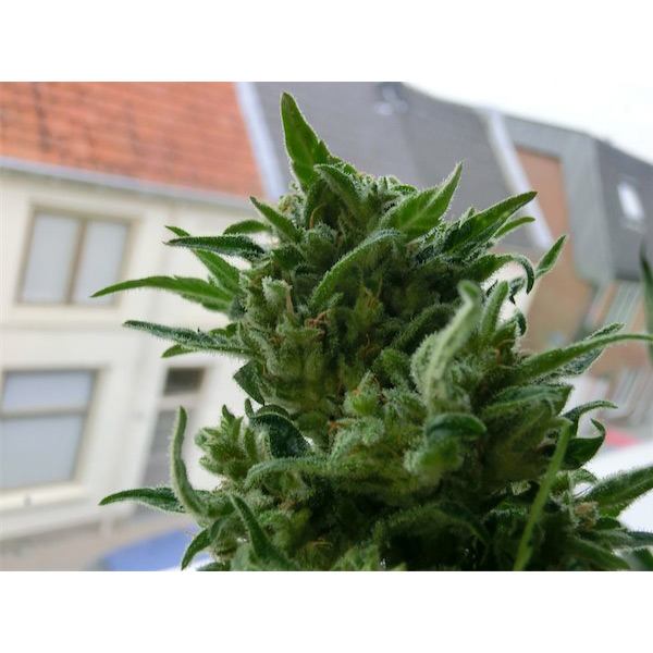 Semillas regulares de cannabis K.C. Brains KC 33