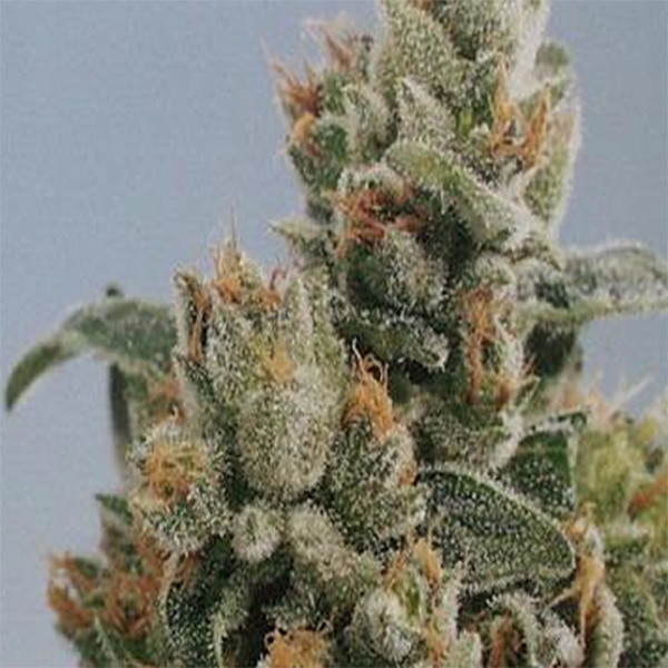 semillas feminizadas KC 36 de K.C. Brains para cultivo