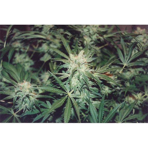 Semillas regulares KC 36 de K.C. Brains para cultivo