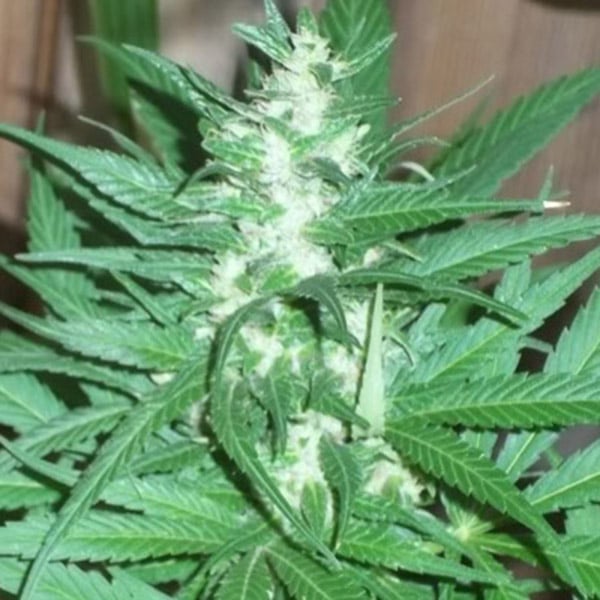 Semillas feminizadas KC 39 de K.C. Brains para cultivo