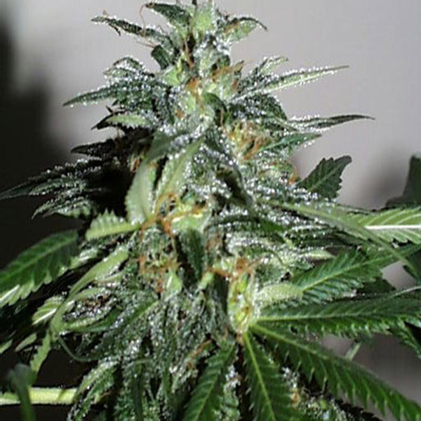 Semillas feminizadas KC 42 de K.C. Brains para cultivo