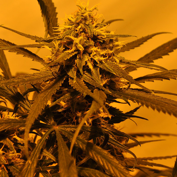 Semillas feminizadas KC 45 de K.C. Brains para cultivo