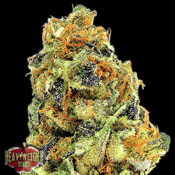 semillas feminizadas KOKush 3 de Heavyweight Seeds para cultivo de cannabis
