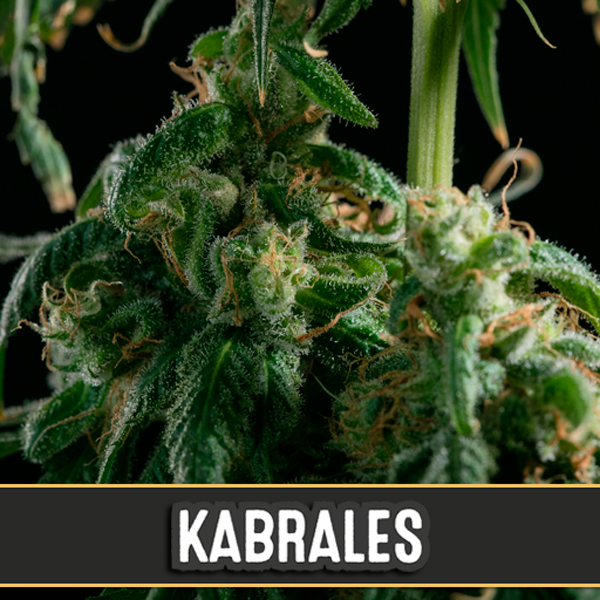 Semillas feminizadas Kabrales de Blimburn Seeds para cultivo
