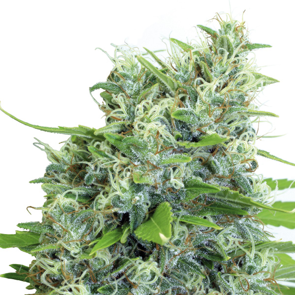 Semilla regular Kali Bubba de Serious Seeds para cultivo