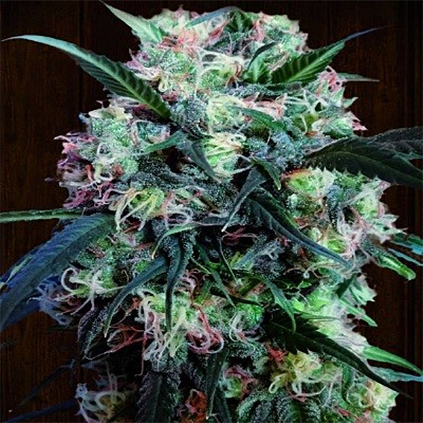 Semilla feminizada Kali China Ace Seeds para cultivo