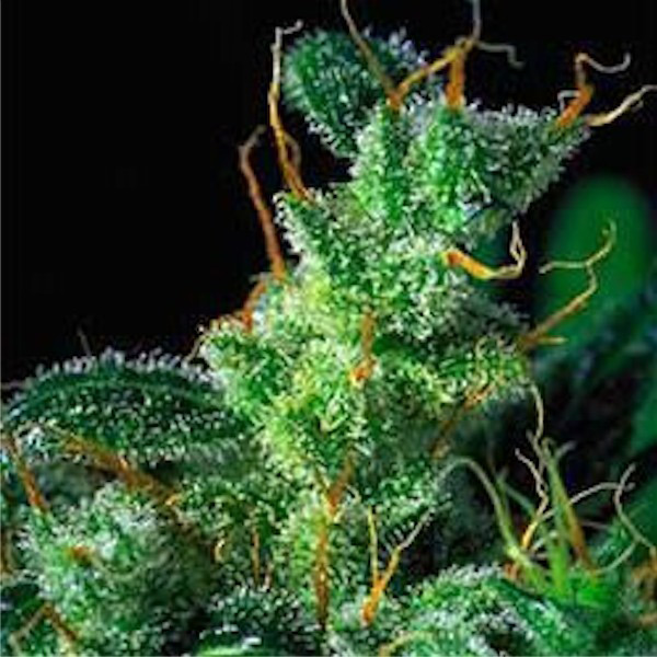 Plantones de semillas feminizadas Kali Mist de Serious Seeds para cultivo