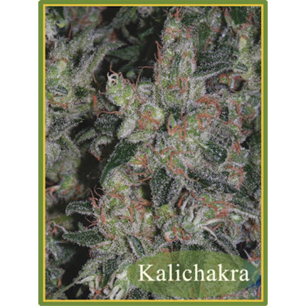 semillas regulares Kalichakra de Mandala Seeds para cultivo