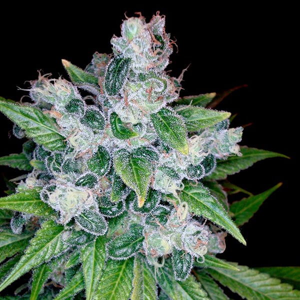 Planta de cannabis Kandy Kush 13u reg de Reserva Privada DNA Genetics en etapa de cultivo