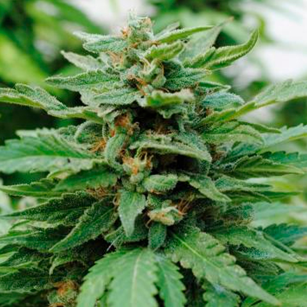 Semilla feminizada Karibbean Mango de Kannabia Seeds para cultivo de cannabis
