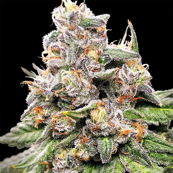 Tres semillas feminizadas King Payton de Elev8 Seeds para cultivo