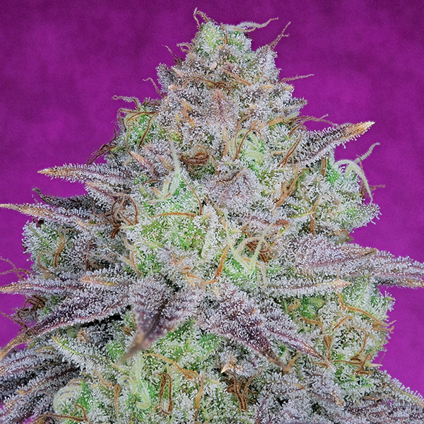 Semillas feminizadas Kingïs Banner de Pure Instinto para cultivo