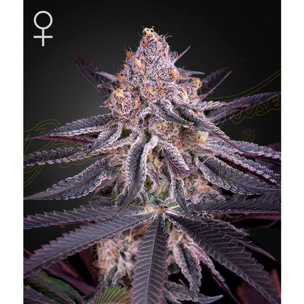 Semilla feminizada Kings Juice de Green House para cultivo de cannabis