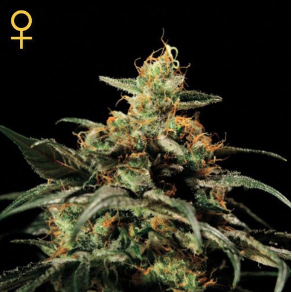 Kings-Kush-1-u-fem-Green-House