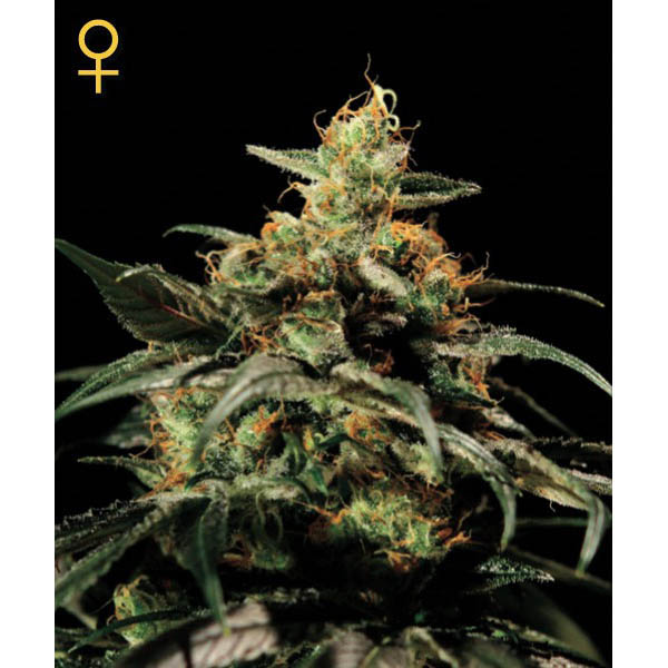 Semillas feminizadas Kings Kush de Green House para cultivo