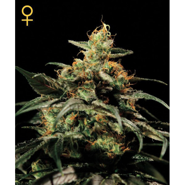 Tres semillas feminizadas Kings Kush de Green House para cultivo de cannabis
