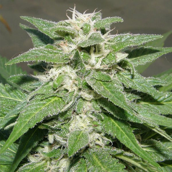 semilla feminizada Kong 47-2 U de Dr Underground para cultivo de cannabis