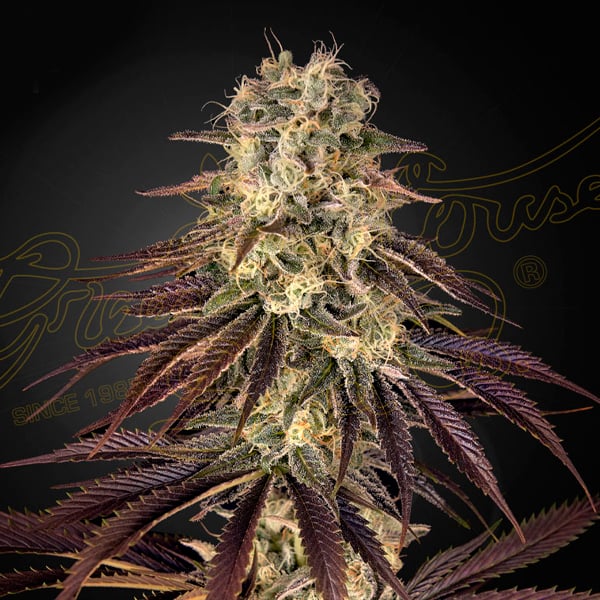 semilla feminizada Kongs Krush de Green House para cultivo de cannabis