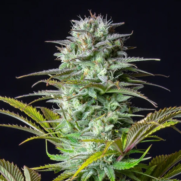 Semilla feminizada Kosher Cake Auto de FastBuds Seeds para cultivo automatizado