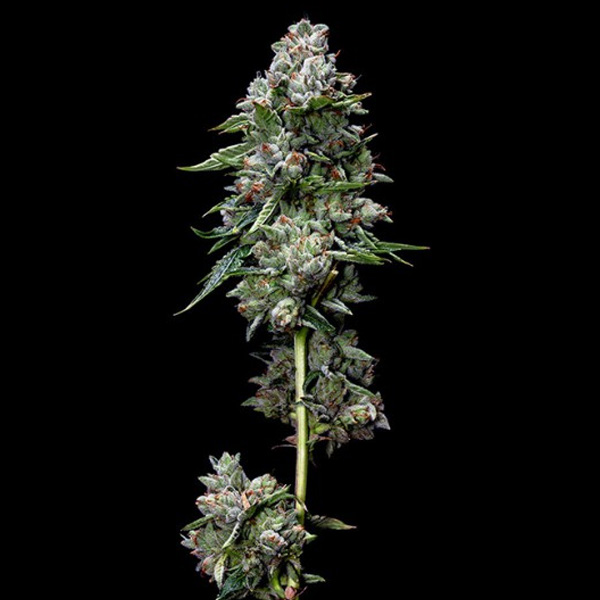 Semillas feminizadas Kosher Kush de DNA Genetics para cultivo