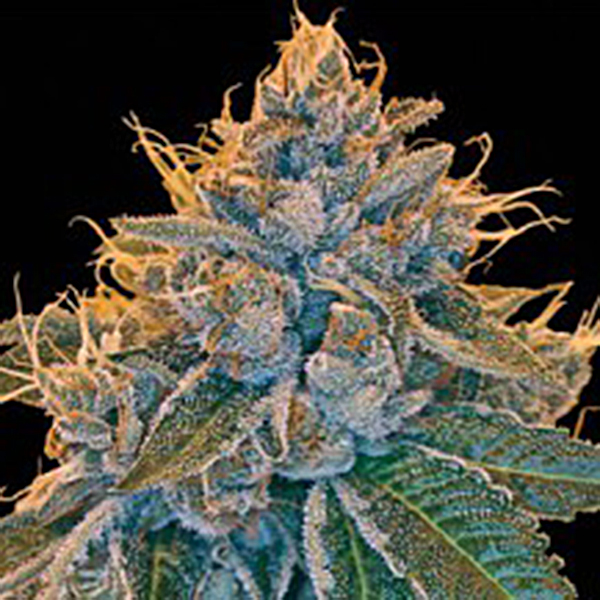 semillas regulares Kosher Kush de DNA Genetics para cultivo