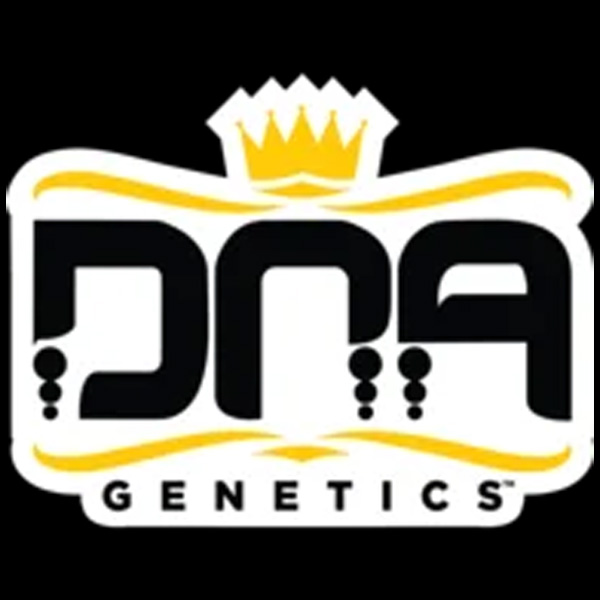 Semillas feminizadas Kosher Prophets de DNA Genetics para cultivo de cannabis