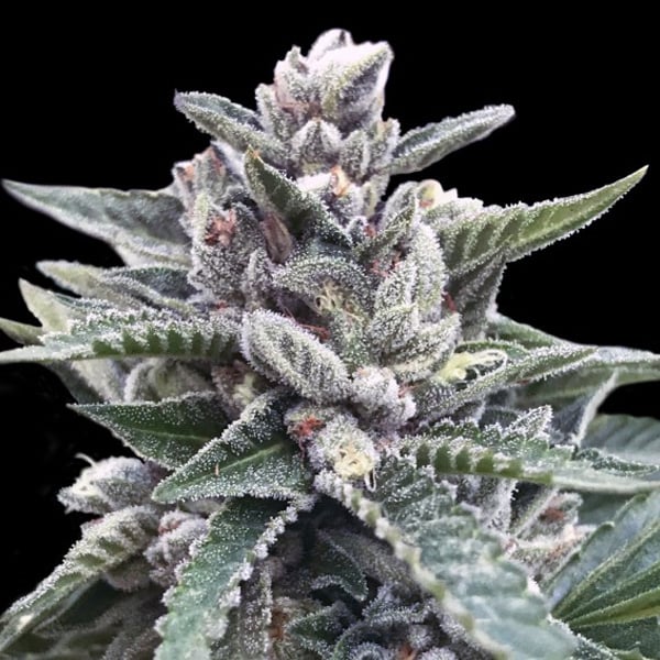 Semillas feminizadas Kosher Sorbet de DNA Genetics para cultivo de cannabis