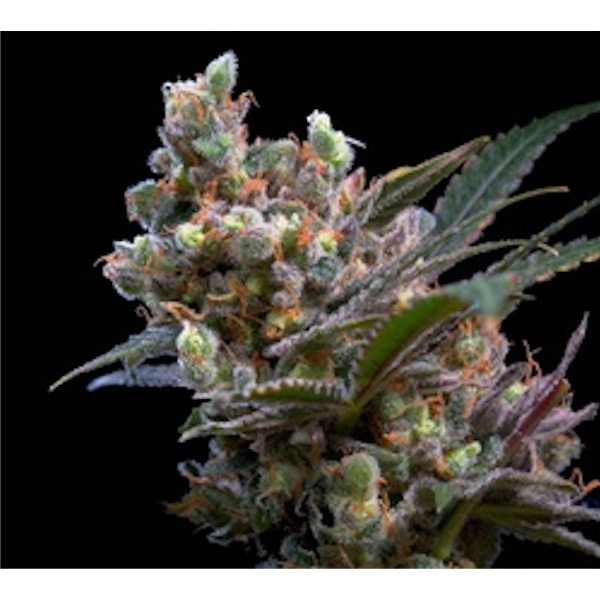 semillas feminizadas Kritikal Bilbo para cultivo