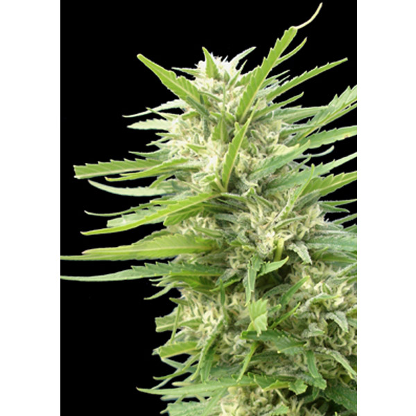 semillas feminizadas Kritikal Bilbo x AK 47 Genehtik para cultivo