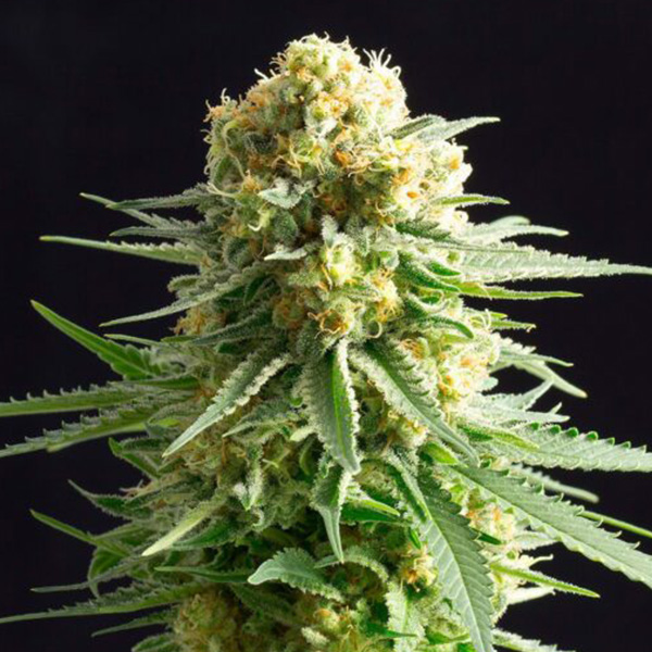 Semilla feminizada Kritikal K1 de Kannabia Seeds para cultivo
