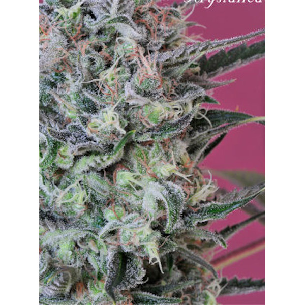 Semillas regulares Krystalica de Mandala Seeds para cultivo