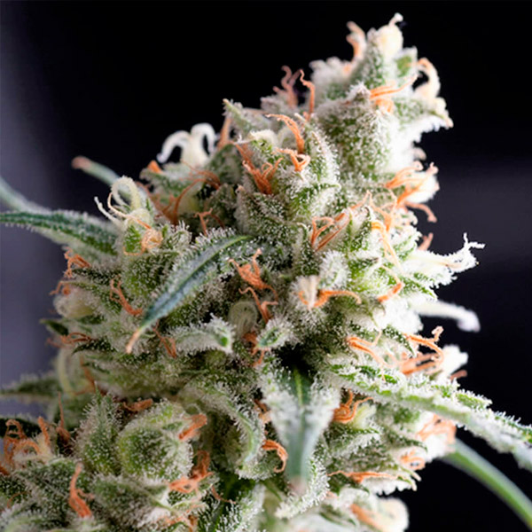 Blíster con 12 semillas feminizadas Kukulkan-1 de Pyramid Seeds