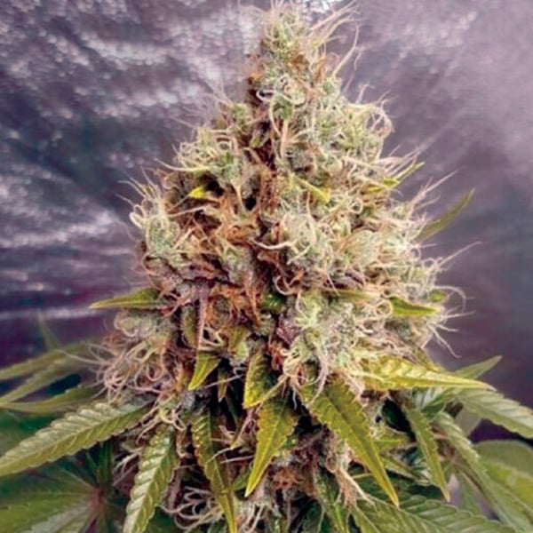 semilla feminizada Kush Mass de Garden of Green Seeds