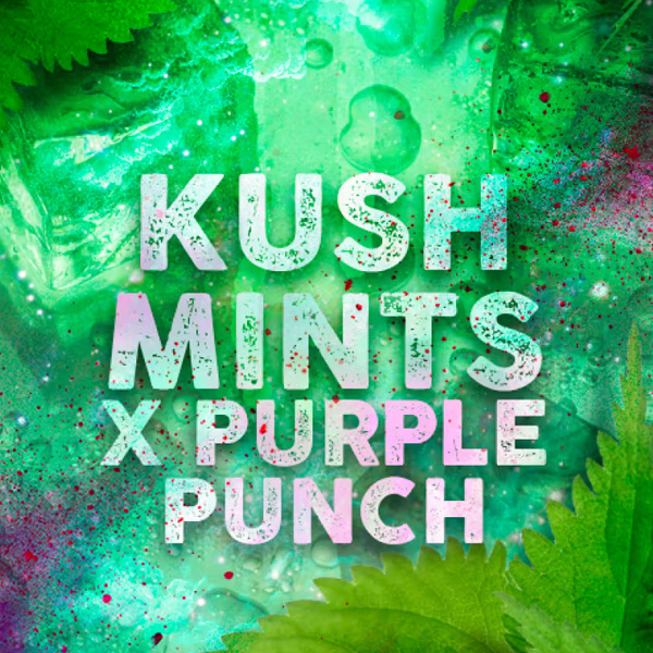 Tres semillas feminizadas Kush Mints de Tramuntana Seeds para cultivo