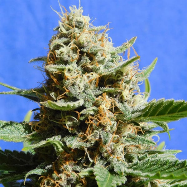 Semilla feminizada Kush Mintz Fast para cultivo rápido