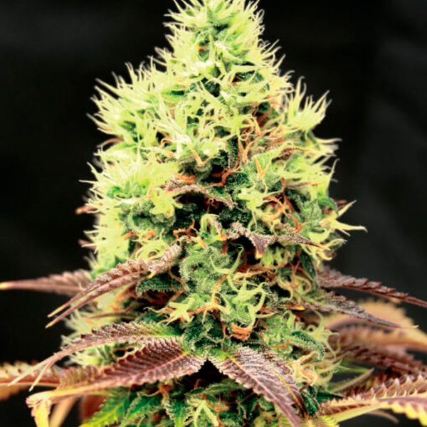 semilla feminizada Kush N Cookies CBD de Garden of Green Seeds