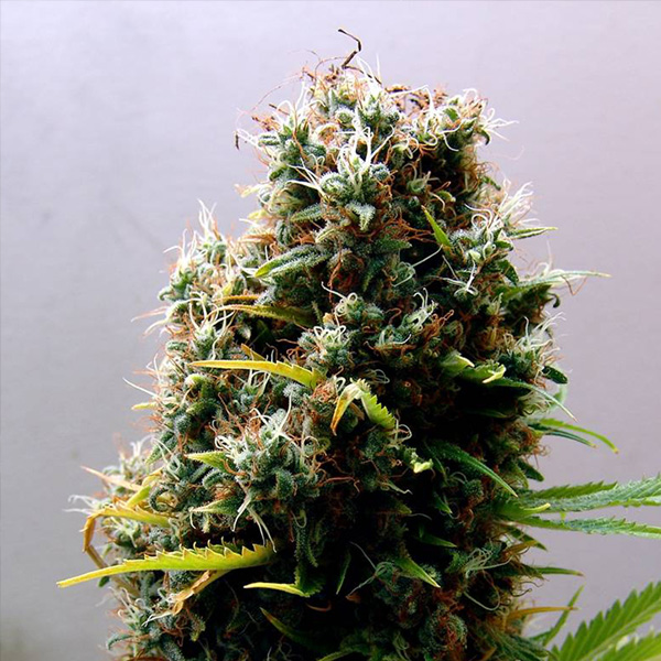 Semillas feminizadas Kushadelic de Soma Seeds para cultivo de cannabis