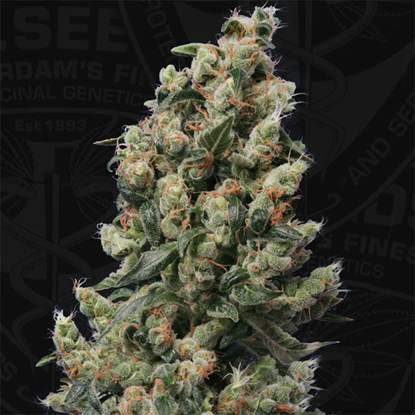 Semillas feminizadas Kushage de TH Seeds para cultivo de cannabis
