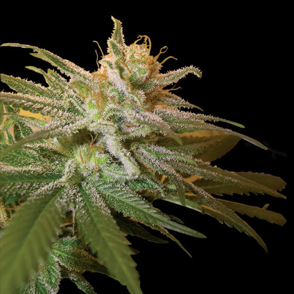 Semillas feminizadas Kushberry de DNA Genetics para cultivo de cannabis
