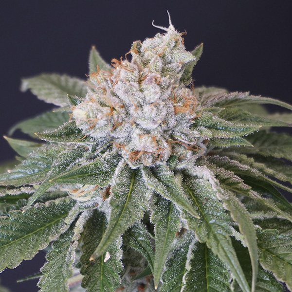 Semillas feminizadas Kushi Melon de Karma Genetics para cultivo