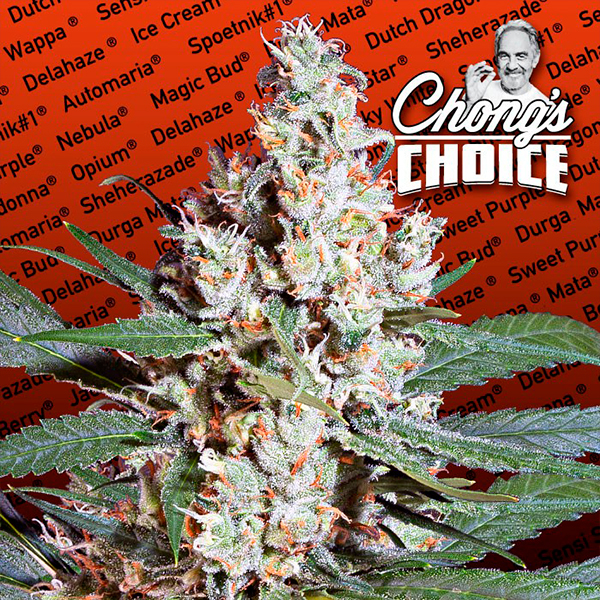 semillas feminizadas LA Amnesia de Paradise Seeds para cultivo de marihuana